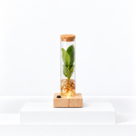 Hydroponic Clusia in a Glass Tube with LED Light & Gift Box  1