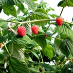 Raspberry Glen Dee  4