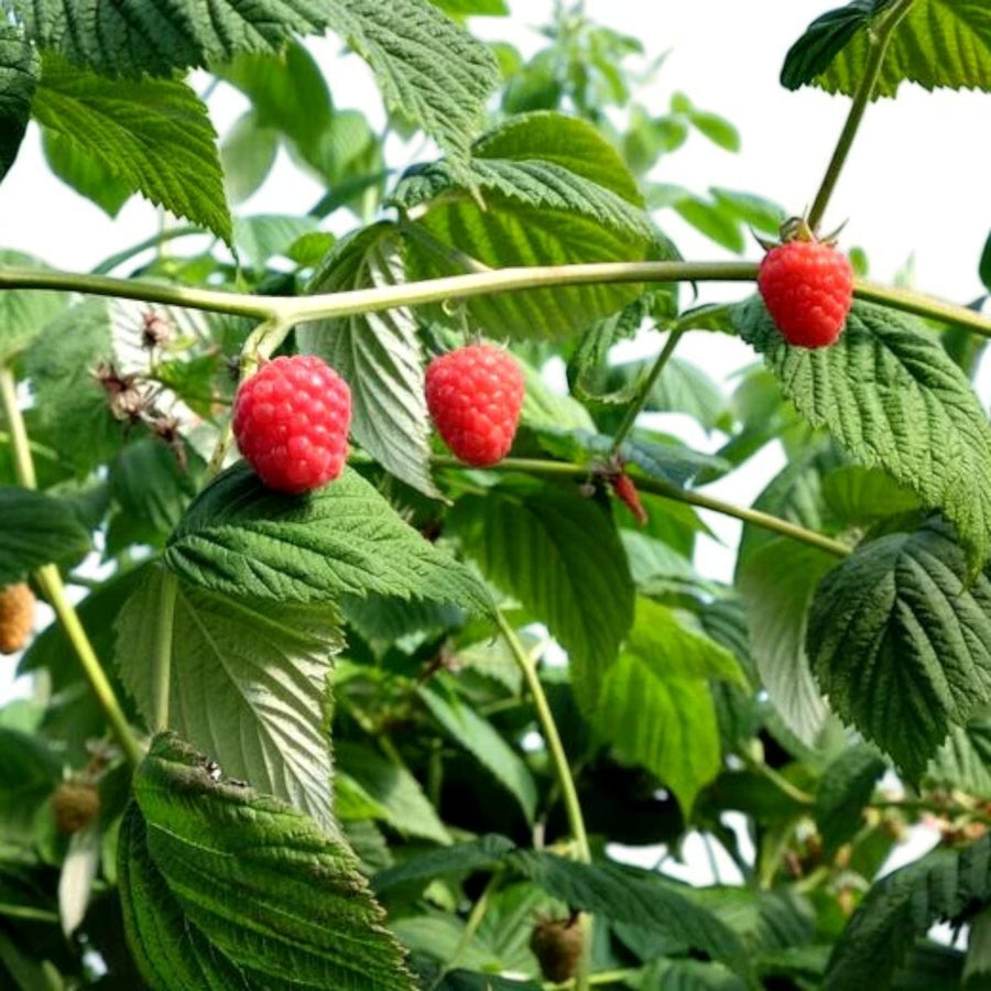 Raspberry Glen Dee  4