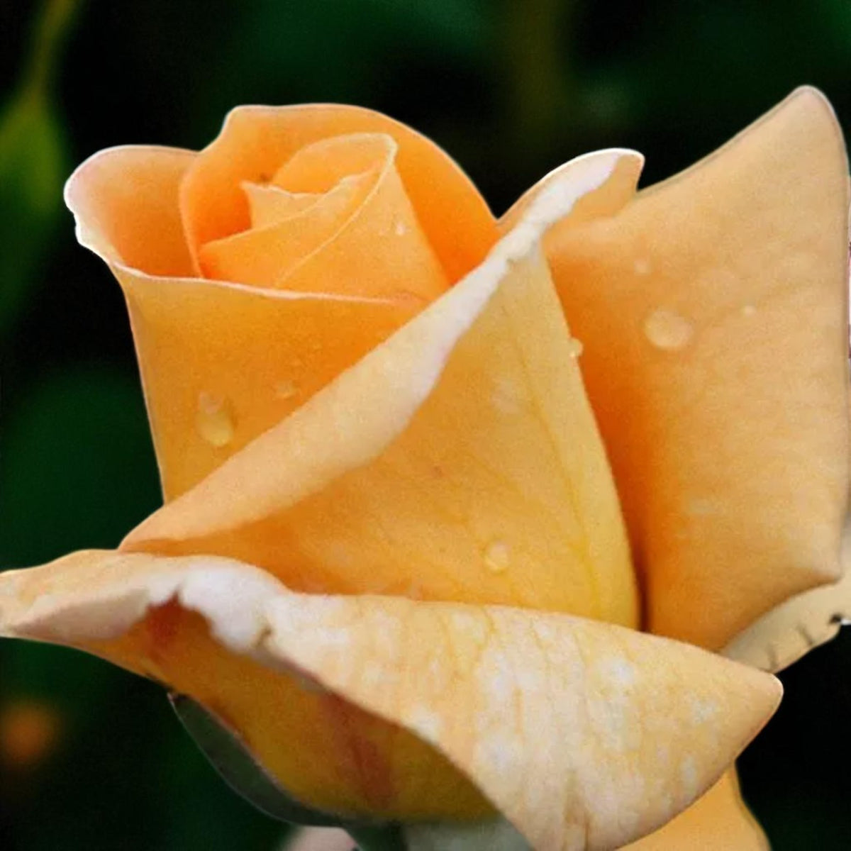 Glenfiddich Bare Root Rose  2