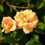 Glenfiddich Bare Root Rose  3