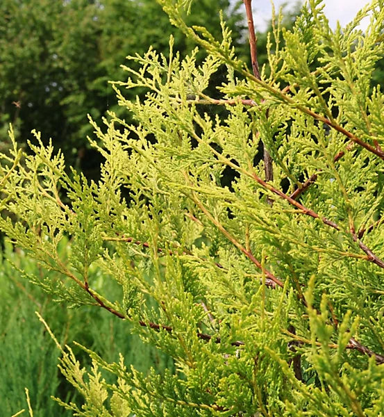 Golden Leyland Castlewellan Cypress Patio Tree  2