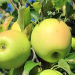 Apple Tree - Golden Delicious  2