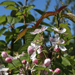 Apple Tree - Golden Delicious  3