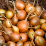 Shallot Sets  10