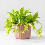 Air Purifying Plant Collection - Peace Lily, Maranta Fascinator & Devi's Ivy Pothos  4