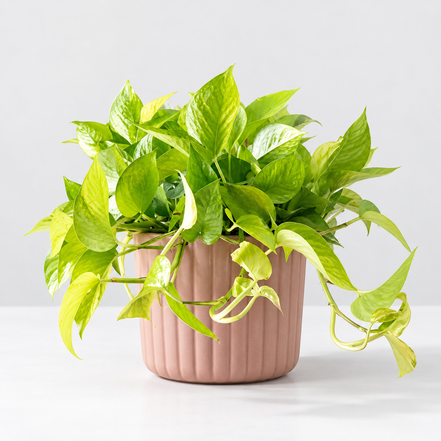 Air Purifying Plant Collection - Peace Lily, Maranta Fascinator & Devi's Ivy Pothos  4