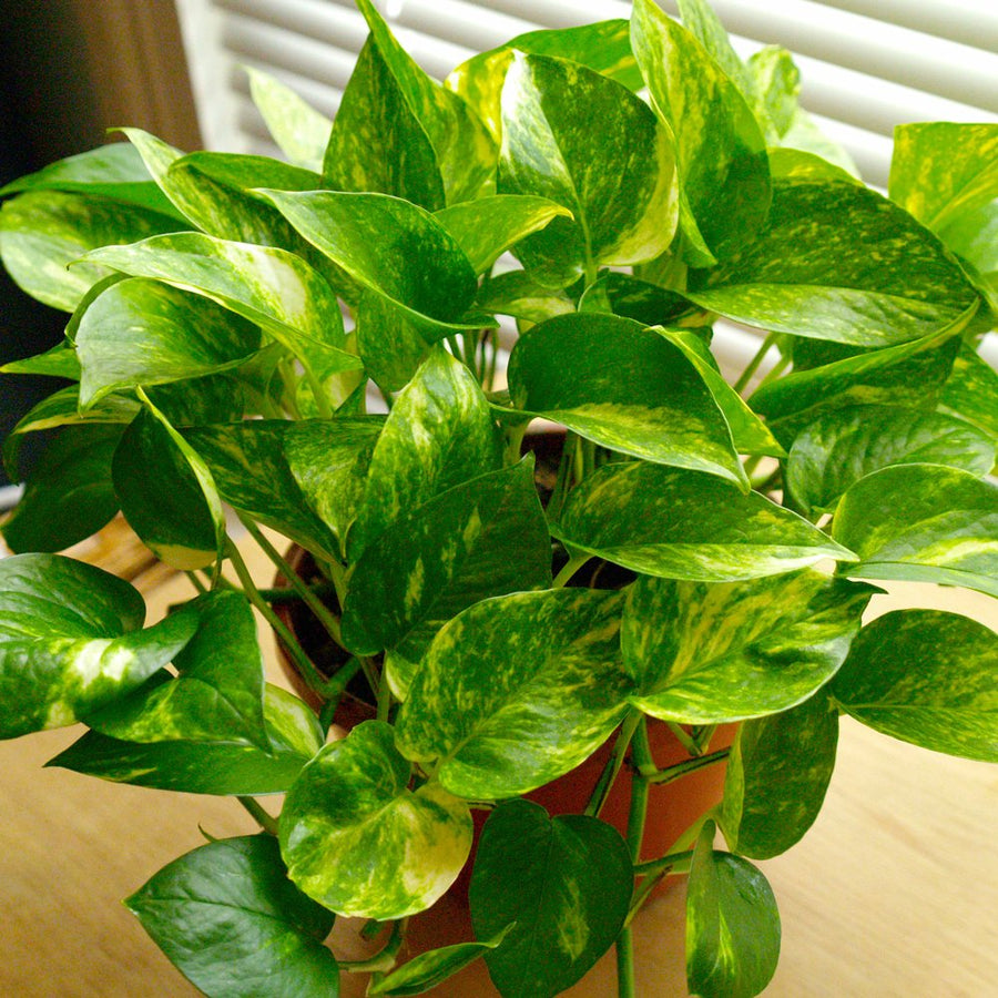 Scindapsus Aureus - Golden Pothos golden_pothos_houseplant_681_detail 1