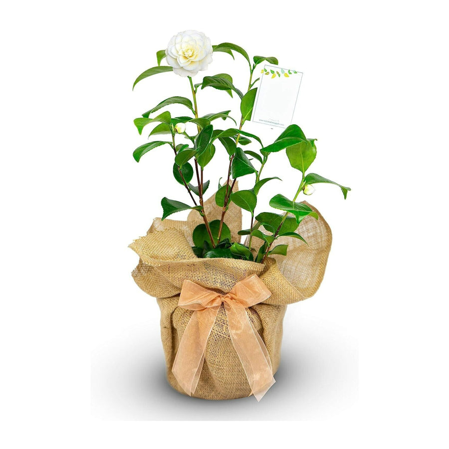 Camellia Golden Gift Wrapped - 50th Wedding Anniversary  1