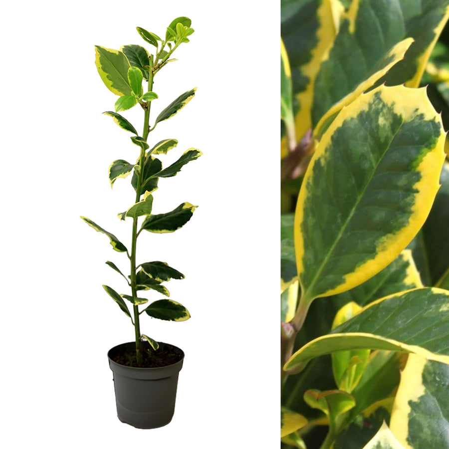 Ilex Altaclerensis Golden King goldenking 2