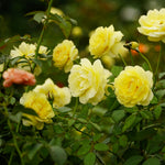 Golden 50th Wedding Anniversary Rose Bush Gift Wrapped  3