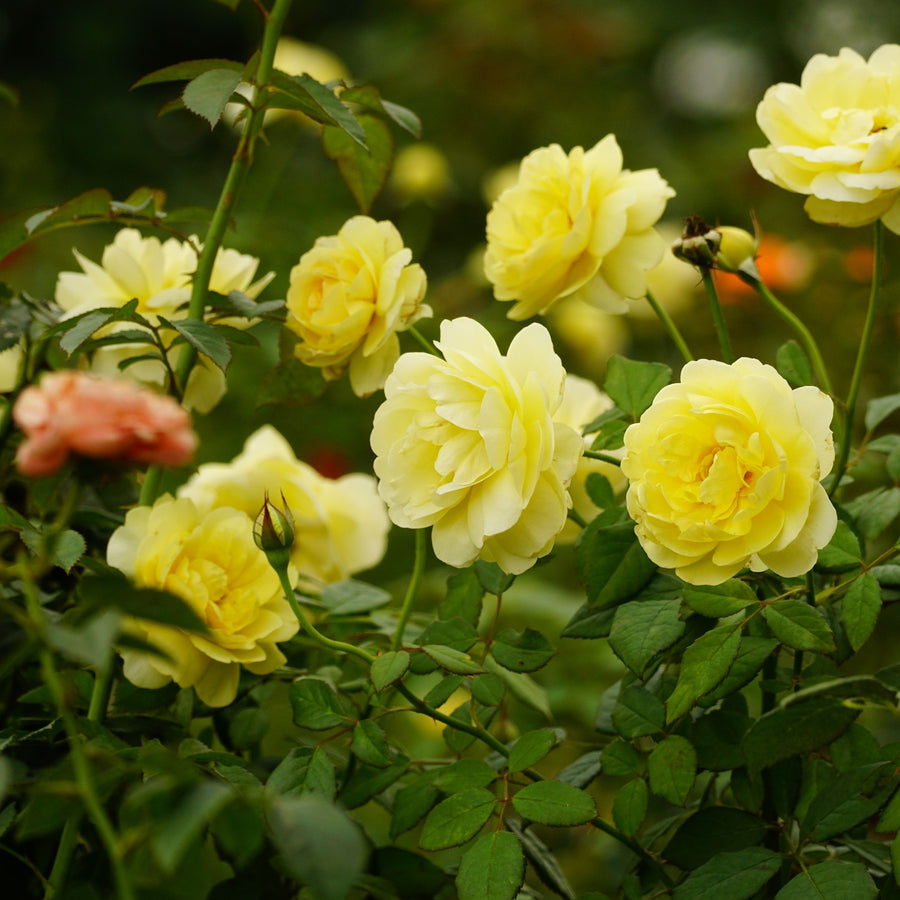 Golden 50th Wedding Anniversary Rose Bush Gift Wrapped  3