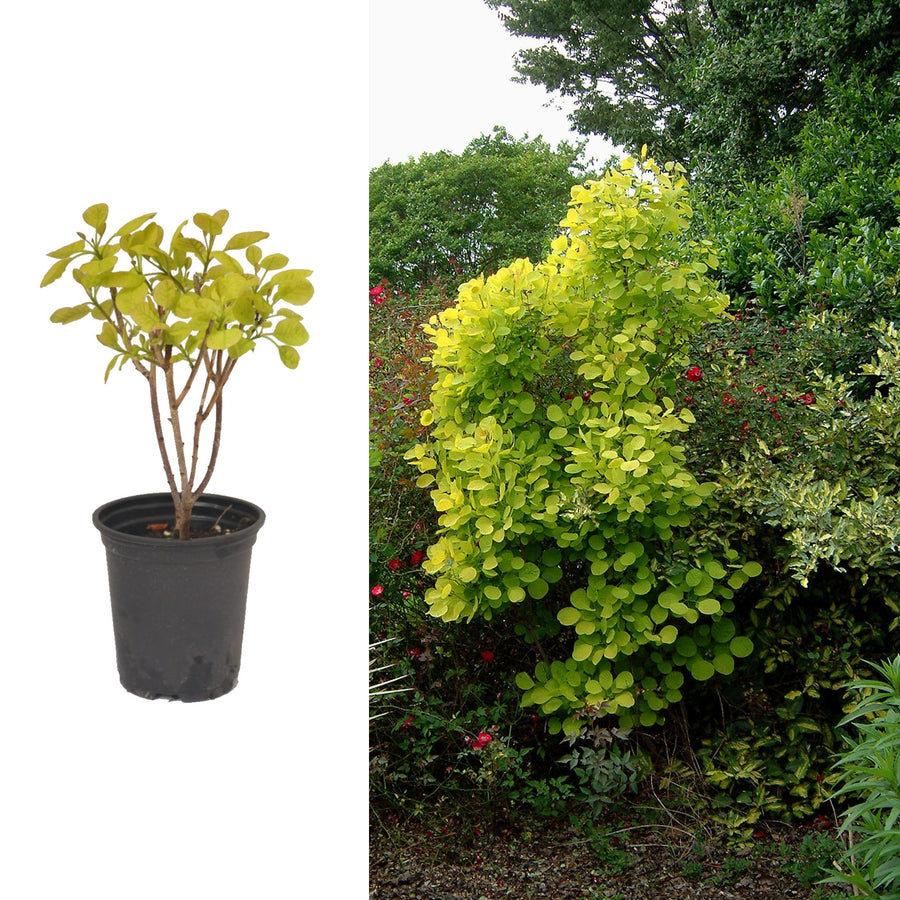 Cotinus - 'Golden Spirit' Cotinus - 'Golden Spirit' image1 1