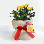 Golden 50th Wedding Anniversary Rose Bush Gift Wrapped  1
