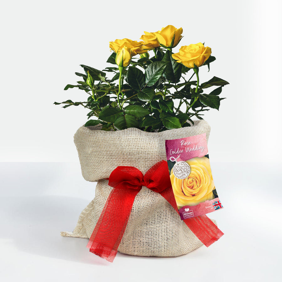 Golden 50th Wedding Anniversary Rose Bush Gift Wrapped  1