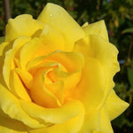Golden Wedding Bare Root Rose  2