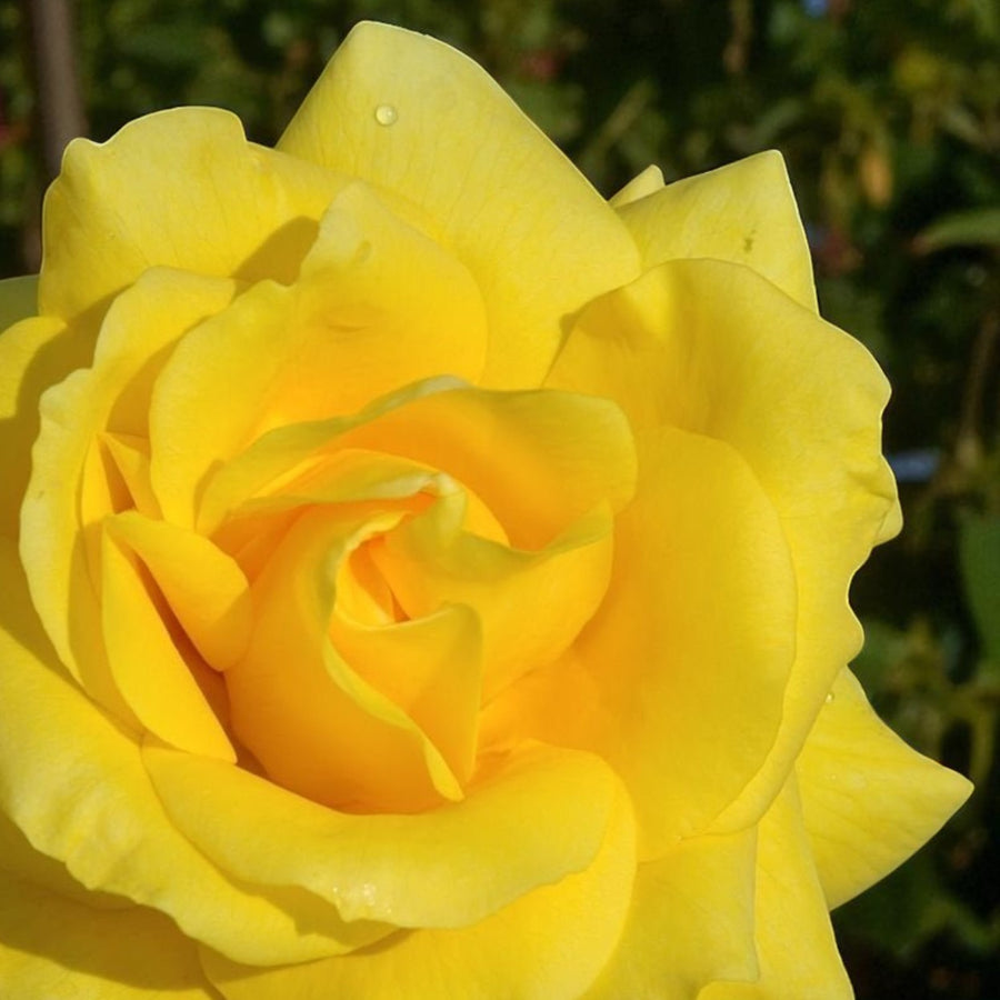 Golden Wedding Bare Root Rose  2