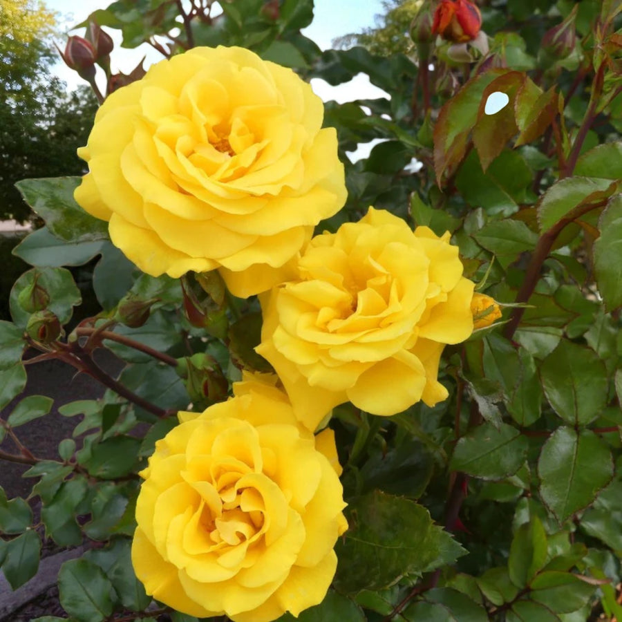 Golden Wedding Bare Root Rose  3