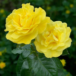 Golden Wedding Bare Root Rose  1
