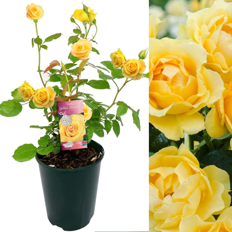 Golden Wedding Rose Plant - 50th Wedding Anniversary goldenweddingrose 2