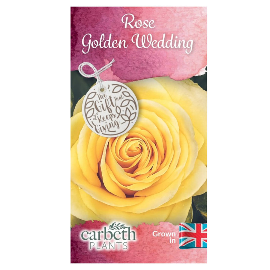 Golden Wedding Rose Plant - 50th Wedding Anniversary goldenweddingroselabel 3