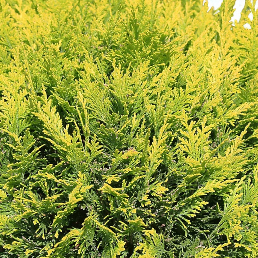 Gold Leylandii Plant  4