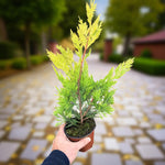 Gold Leylandii Plant  2