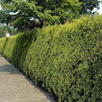 Gold Leylandii Plant  1