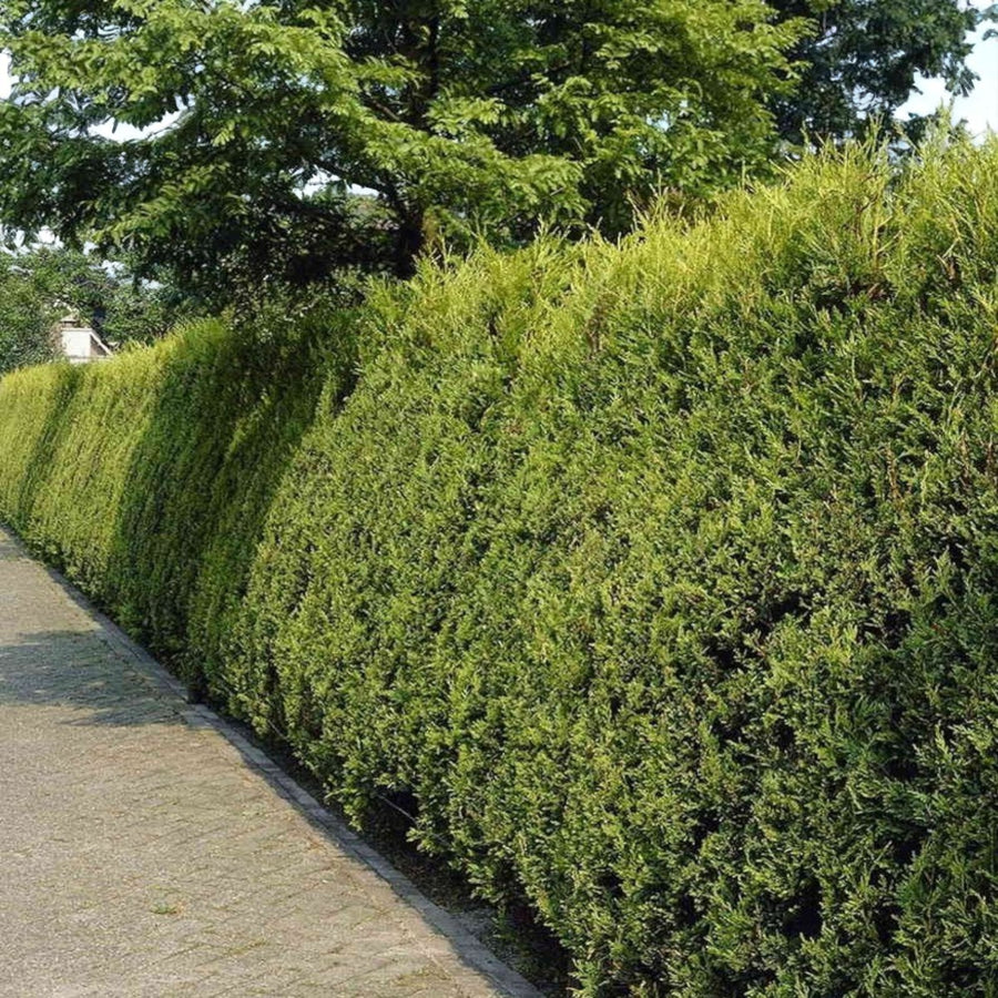 Gold Leylandii Plant  1