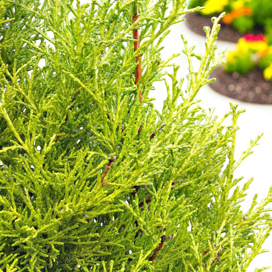 Gold Leylandii Plant  3