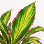 Cordyline Kiwi Tristar 'Good Luck' Tropical Houseplant  2