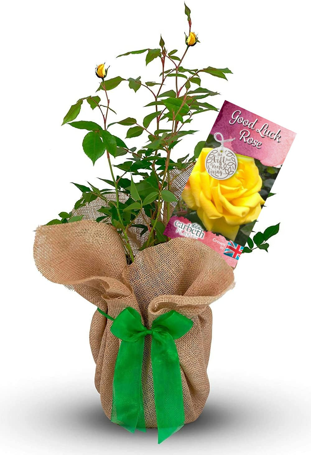 Good Luck Rose Bush Gift Wrapped Good Luck Rose Bush Gift Wrapped image1 1