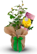Good Luck Rose Bush Gift Wrapped Good Luck Rose Bush Gift Wrapped image1 1