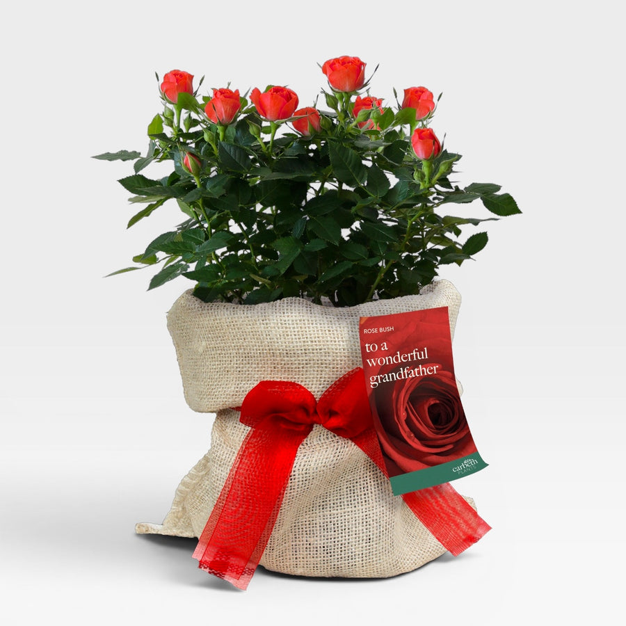 To a Wonderful Grandfather Rose Bush Gift Wrapped  1