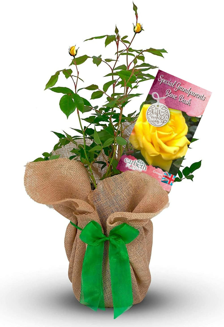 Special Grandparents Rose Bush Gift Wrapped Special Grandparents Rose Bush Gift Wrapped image1 1