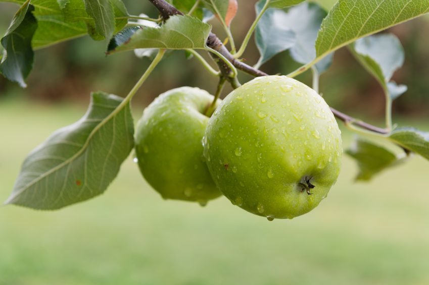 Apple Tree "Granny Smith" - 1.4m in Height Apple Tree "Granny Smith" - 1.4m in Height image1 1