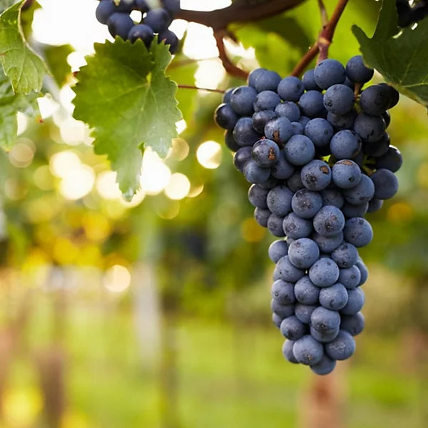 Grape Vine Plant Vitis Pinkdose Dornfelder