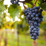Grape Vine Plant  6