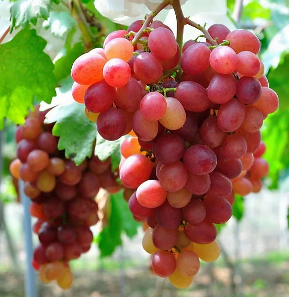 Grape Vine Plant  4