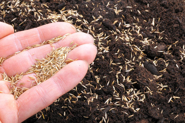 Carbeth Plants Lawn Grass Seed - 1kg Bag with 10% Extra Free (1.1kg) hand sowing seed 4