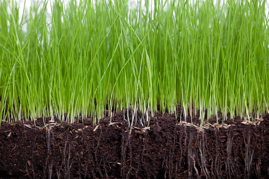 Carbeth Plants Lawn Grass Seed - 1kg Bag with 10% Extra Free (1.1kg) grass-seed-maintenance- 6