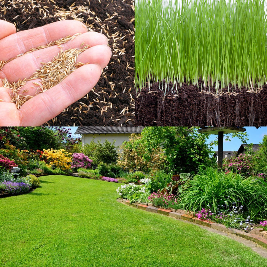 Carbeth Plants Lawn Grass Seed - 1kg Bag with 10% Extra Free (1.1kg) grass seed 1