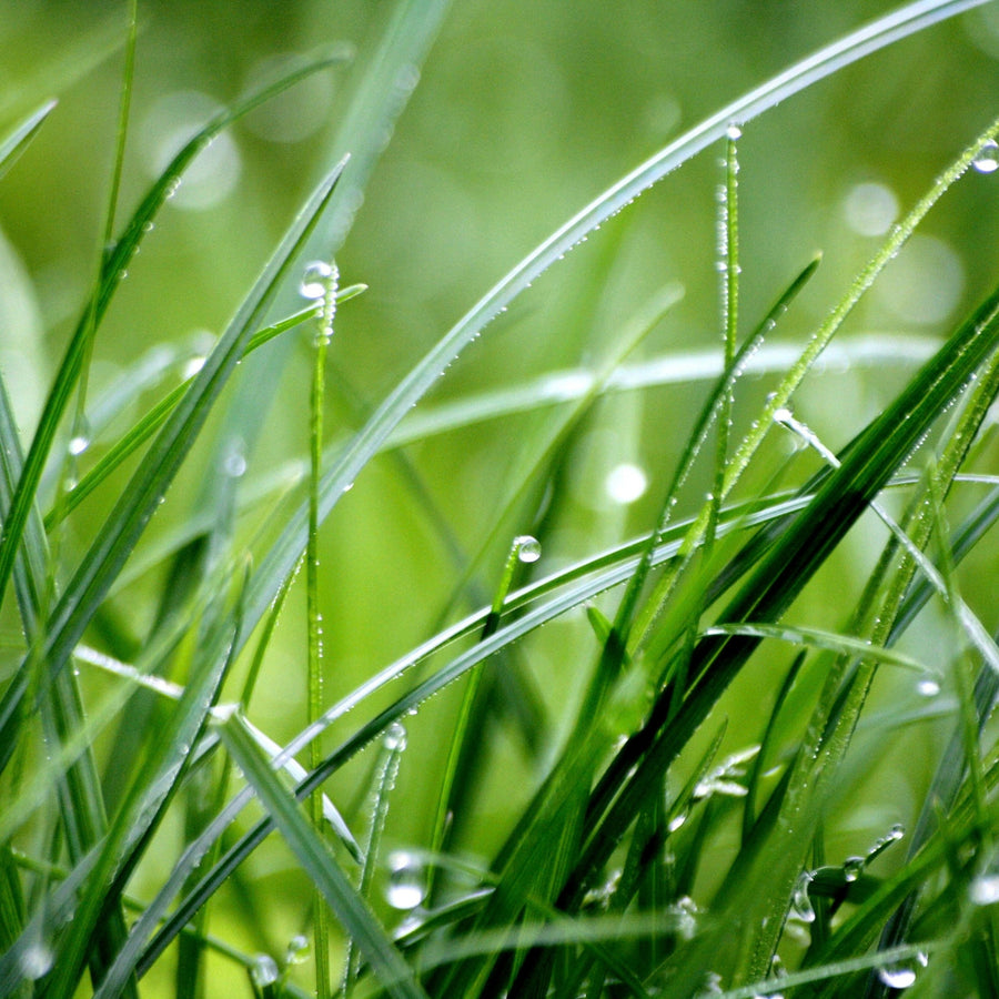 Hard To Kill Grass & Lawn Seed  8