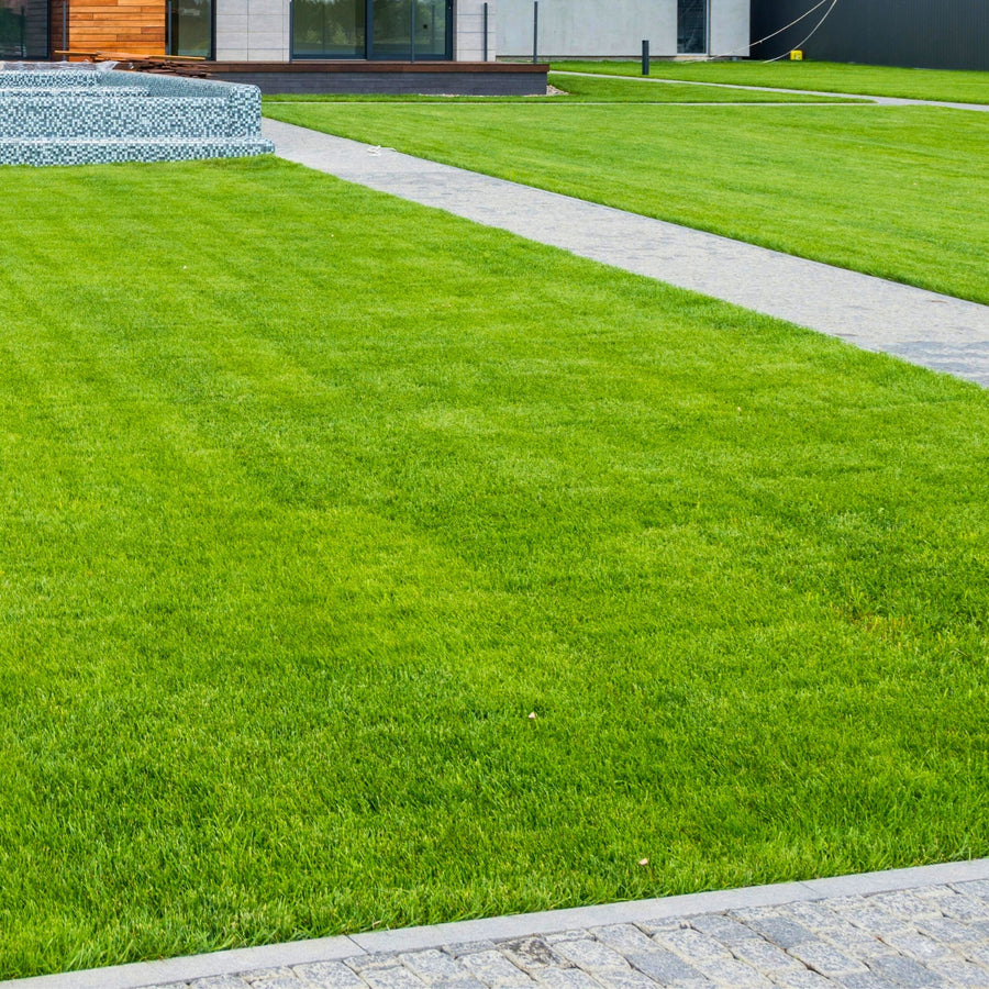 Hard To Kill Grass & Lawn Seed  6