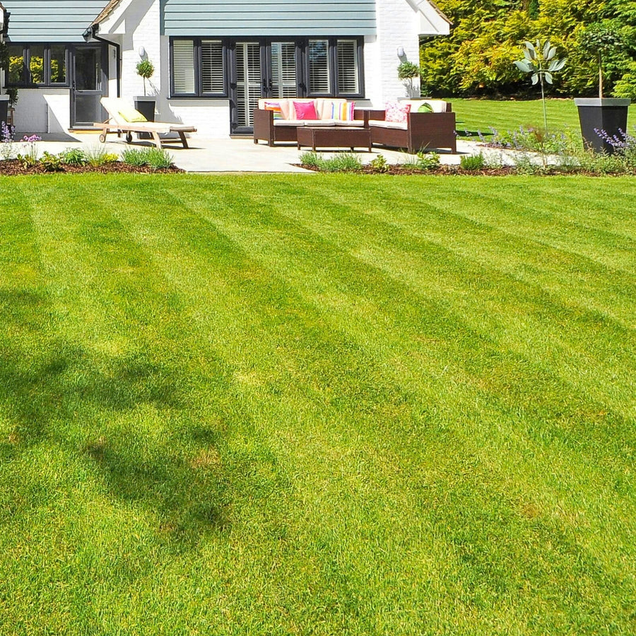 Hard To Kill Grass & Lawn Seed  3