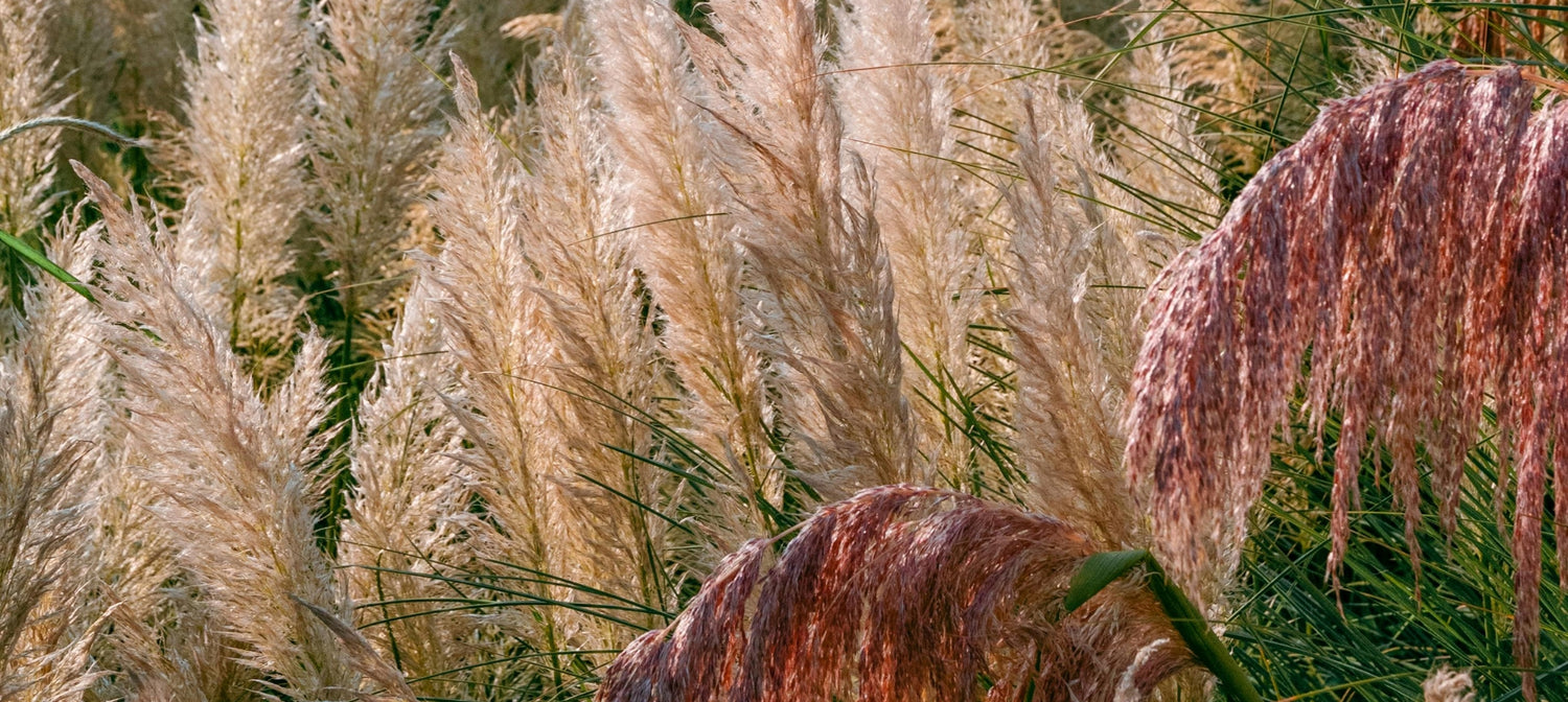 Buy Outdoor Indoor Plants Online UK Bedding Bulbs Shrubs buy-outdoor-indoor-plants-online-uk-bedding-bulbs-shrubs