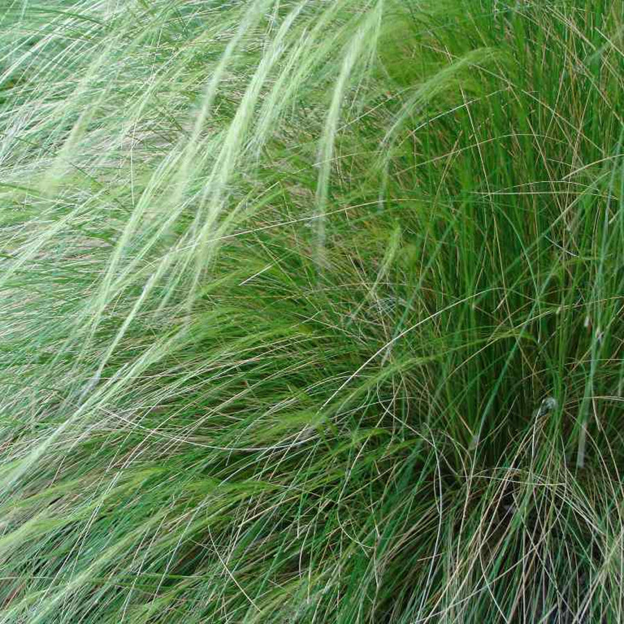 Ornamental Grass Mix grassmix 7