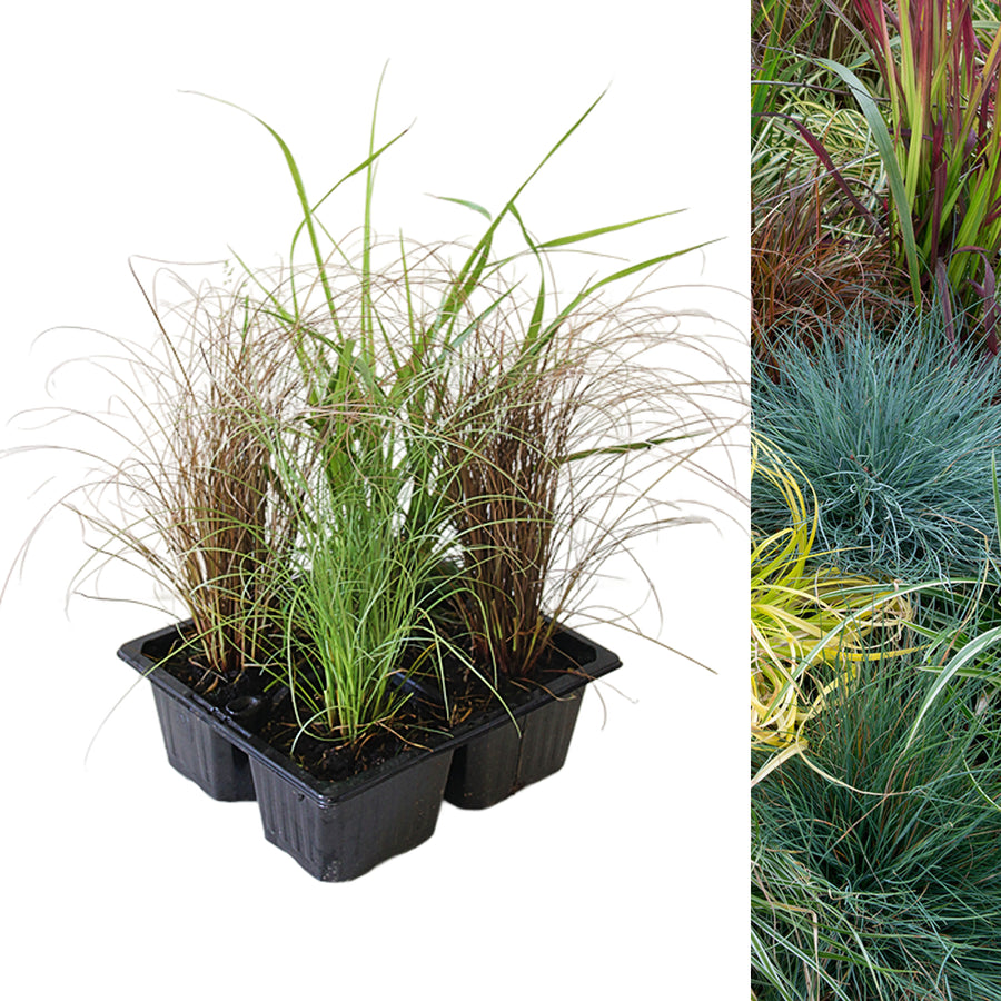 Ornamental Grass Mix grassmix1 3