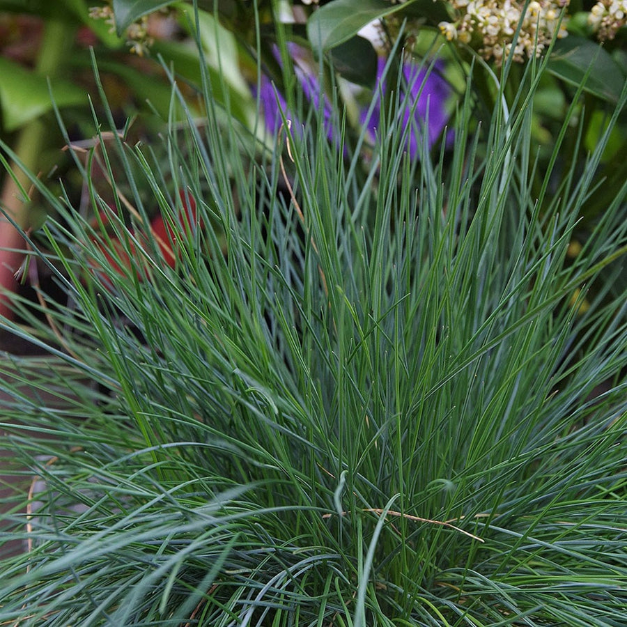 Ornamental Grass Mix grassmix2 5
