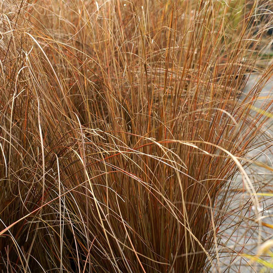 Ornamental Grass Mix grassmix3 6